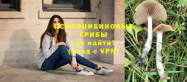 шишки Магас